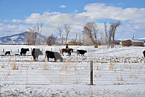 Cattle: Rancher on horseback checks cows and early calves