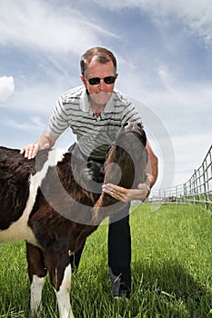 Cattle rancher petting holstein calf closeup