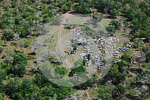 Cattle ranching / Pantanal