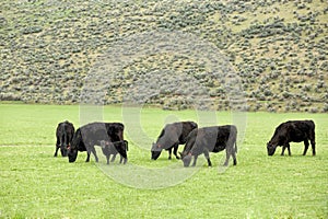 Black Angus cattle feed in a pasture