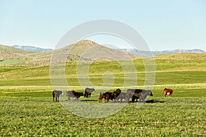 Black Angus and Hereford cattle on the range.