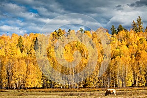 A cattle is in the rangeland