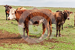 Cattle in Rio Grande do Sul Brazil photo