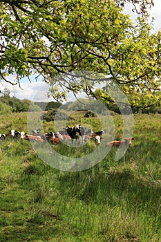 Cattle on Redgrave and Lopham Fen