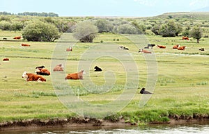 Cattle relaxing on a ranch