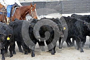 Cattle: Reluctant steers are moved to a new area