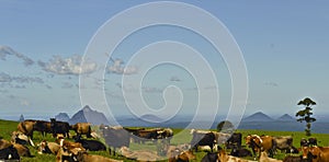 Cattle resting in front of Glasshouse Mountains, Sunshine Coast, Queensland, Australia.