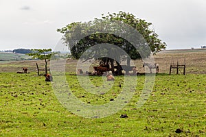 Cattle in Rio Grande do Sul Brazil