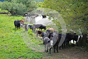 Cattle at the river crossing.