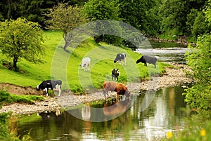 River Cattle, Lancashire photo