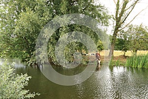 Cattle and the River Stour