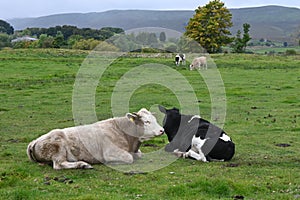 Cattle by River Ure, Haylands Bridge, Hawes, North Yorkshire, England, UK