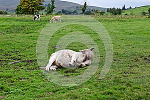 Cattle by River Ure, Haylands Bridge, Hawes, North Yorkshire, England, UK