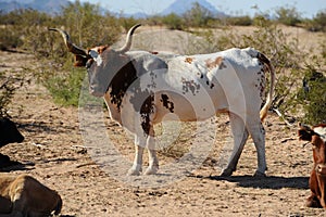 Cattle Roaming on Arizona Land