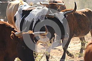 Cattle Roaming on Arizona Land
