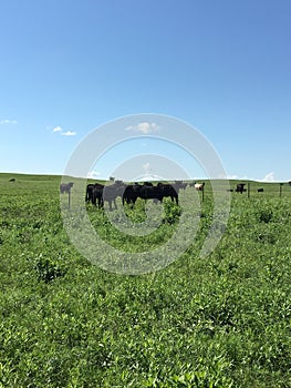 Cattle roaming the new grass