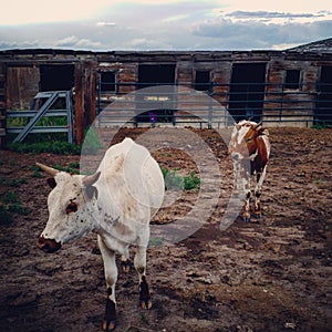 Cattle roaming on the range out west