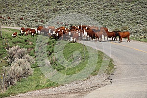 Cattle Round-up at branding time.