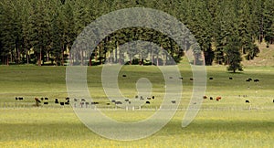 Cattle out on the range,