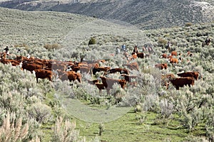 Cattle Round-up at branding time.