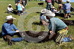 Cattle roundup and branding on a ranch