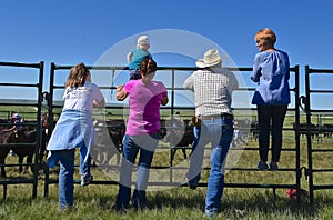 Cattle roundup and branding on a ranch