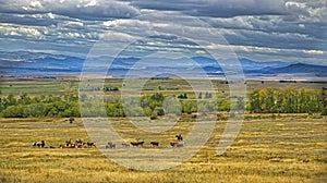 Cattle roundup in Montana photo