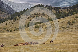 Cattle roundup in Montana foothills
