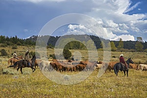 Cattle roundup in Montana