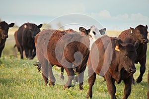 Cattle Run photo