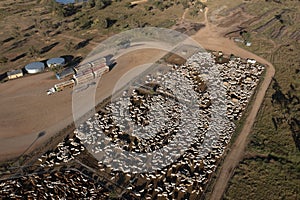 Cattle sale yards.