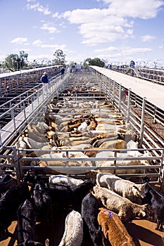 Cattle in sales pens