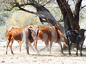 Cattle in the Sand in Shade