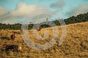 Cattle scattered on rural lowlands called Pampas