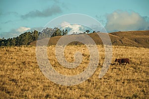 Cattle scattered on rural lowlands called Pampas