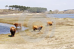 Cattle scottish Highlanders, Zuid Kennemerland, Netherlands