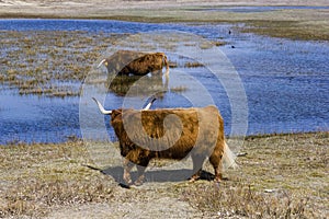 Cattle scottish Highlanders, Zuid Kennemerland, Netherlands