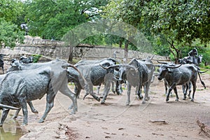 Cattle sculpture in Dallas