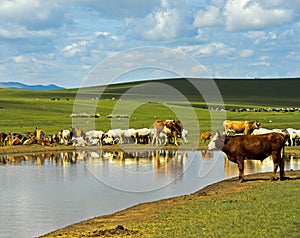 Cattle and sheep at a water hole in the Mongolian steppe