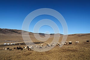 Sheeps on mongolian steppe