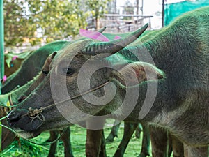 Cattle at slaughterhouse