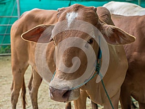 Cattle at slaughterhouse