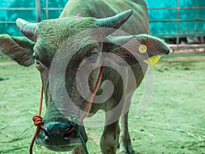 Cattle at slaughterhouse