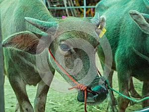 Cattle at slaughterhouse