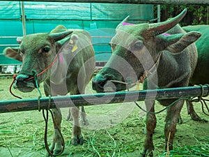 Cattle at slaughterhouse