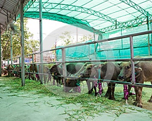 Cattle at slaughterhouse