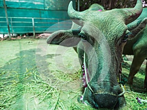 Cattle at slaughterhouse