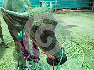 Cattle at slaughterhouse