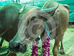 Cattle at slaughterhouse