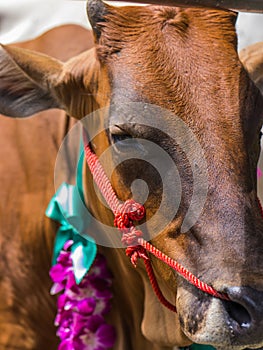 Cattle at slaughterhouse